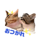 保護猫4兄弟日常スタンプ①（個別スタンプ：17）
