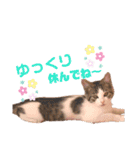 保護猫4兄弟日常スタンプ①（個別スタンプ：20）
