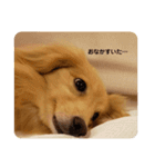 りくのわんわんスタンプ2（個別スタンプ：9）