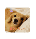 りくのわんわんスタンプ2（個別スタンプ：12）