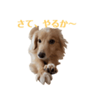 りくのわんわんスタンプ2（個別スタンプ：14）
