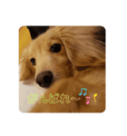 りくのわんわんスタンプ2（個別スタンプ：17）