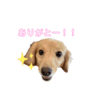 りくのわんわんスタンプ2（個別スタンプ：19）