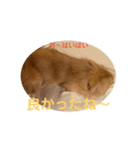 りくのわんわんスタンプ2（個別スタンプ：22）
