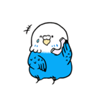 Bebe budgerigar 1 (オウム.鳥.tori)（個別スタンプ：24）