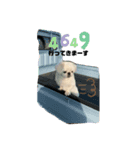 はくまいくん02（個別スタンプ：8）