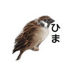 すずめとインコの日常（個別スタンプ：1）