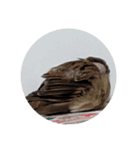すずめとインコの日常（個別スタンプ：4）
