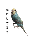 すずめとインコの日常（個別スタンプ：5）