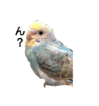 すずめとインコの日常（個別スタンプ：6）
