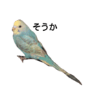 すずめとインコの日常（個別スタンプ：7）