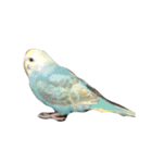 すずめとインコの日常（個別スタンプ：8）