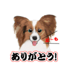 キュートすぎる犬（個別スタンプ：1）