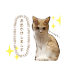 Kotaro kun ♡（個別スタンプ：8）