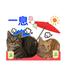 Johnny ＆ Chocola ❸（個別スタンプ：7）