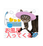 Johnny ＆ Chocola ❸（個別スタンプ：13）
