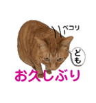 Johnny ＆ Chocola ❸（個別スタンプ：17）