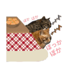 Johnny ＆ Chocola ❸（個別スタンプ：20）