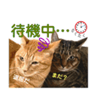 Johnny ＆ Chocola ❸（個別スタンプ：24）