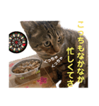 Johnny ＆ Chocola ❸（個別スタンプ：26）