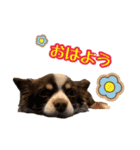 ちゃちゃ(日常挨拶編)（個別スタンプ：1）