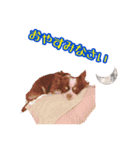 ちゃちゃ(日常挨拶編)（個別スタンプ：2）