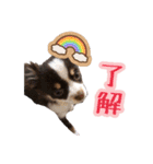 ちゃちゃ(日常挨拶編)（個別スタンプ：10）