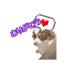 ちゃちゃ(日常挨拶編)（個別スタンプ：11）