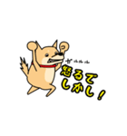 日々是柴犬（個別スタンプ：13）