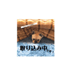 フレブル蘭丸の日常会話3（個別スタンプ：8）