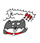 黒柴 お松（個別スタンプ：18）