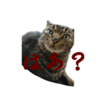 にやんたろう（個別スタンプ：1）