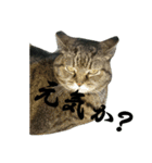 にやんたろう（個別スタンプ：4）