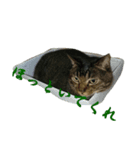 にやんたろう（個別スタンプ：12）