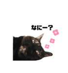 ねこのくぽ（個別スタンプ：1）