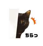 ねこのくぽ（個別スタンプ：2）