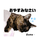 ねこのくぽ（個別スタンプ：5）