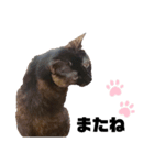 ねこのくぽ（個別スタンプ：6）
