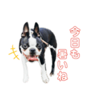 iggy_boston2（個別スタンプ：1）