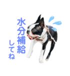 iggy_boston2（個別スタンプ：2）