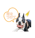 iggy_boston2（個別スタンプ：4）