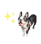 iggy_boston2（個別スタンプ：8）
