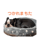 iggy_boston2（個別スタンプ：10）