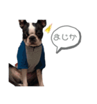 iggy_boston2（個別スタンプ：11）