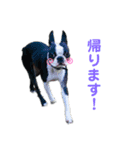 iggy_boston2（個別スタンプ：12）