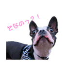 iggy_boston2（個別スタンプ：14）
