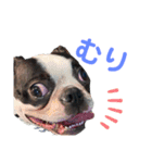 iggy_boston2（個別スタンプ：15）