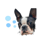 iggy_boston2（個別スタンプ：16）