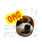 可愛い過ぎる犬のスタンプ（個別スタンプ：1）