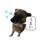 愛犬ちこちゃん（個別スタンプ：8）